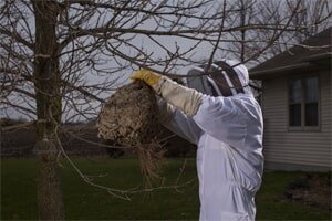 A man catching bees