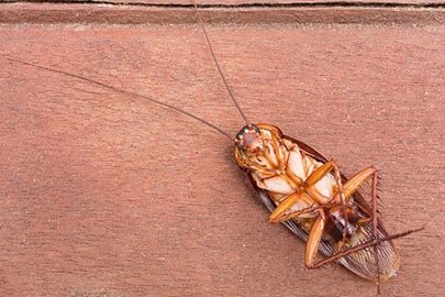 Dead cockroach on ground