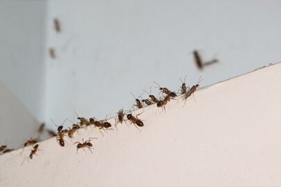 Ants climbing the wall