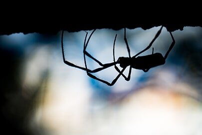 Spider climbing the wall