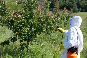 A man spraying pesticides on trees